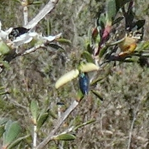 Castiarina sexguttata at Borough, NSW - suppressed