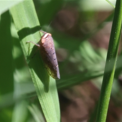 Cicadellidae (family) (Unidentified leafhopper) at Lyons, ACT - 14 Dec 2024 by ran452