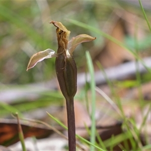 Chiloglottis sp. at Tharwa, ACT - 4 Dec 2024