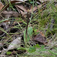 Chiloglottis sp. at Tharwa, ACT - 4 Dec 2024