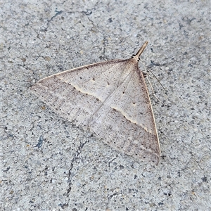 Epidesmia hypenaria (Long-nosed Epidesmia) at Canberra Airport, ACT by MatthewFrawley