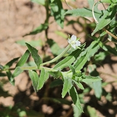 Epilobium hirtigerum (Hairy Willowherb) at Hawker, ACT - 14 Dec 2024 by sangio7