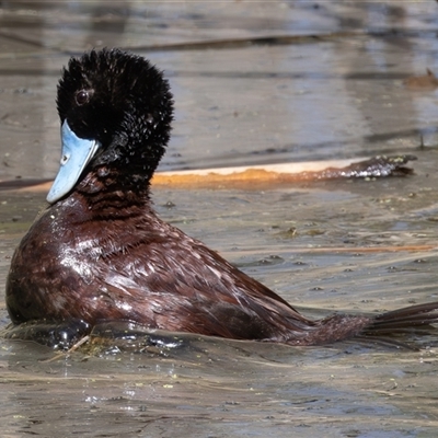 Oxyura australis (Blue-billed Duck) at Fyshwick, ACT - 14 Dec 2024 by rawshorty