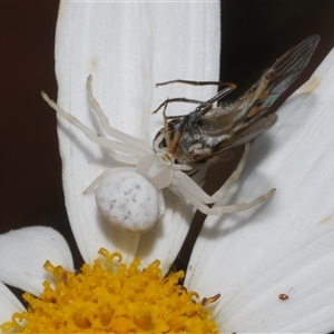 Thomisidae (family) at Freshwater Creek, VIC by WendyEM