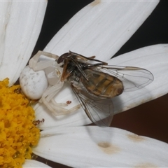 Thomisus spectabilis at Freshwater Creek, VIC - 2 Dec 2024 06:58 PM