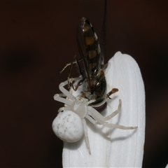 Thomisus spectabilis at Freshwater Creek, VIC - 2 Dec 2024 06:58 PM