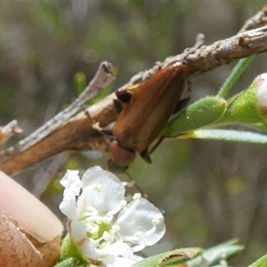 Lepturidea rubra at Borough, NSW - suppressed