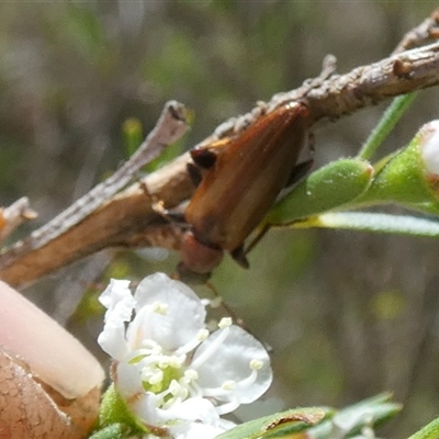 Lepturidea rubra (Comb-footed darkling beetle) at Borough, NSW - 13 Dec 2024 by Paul4K