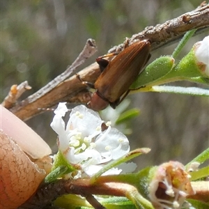 Lepturidea rubra at Borough, NSW - suppressed