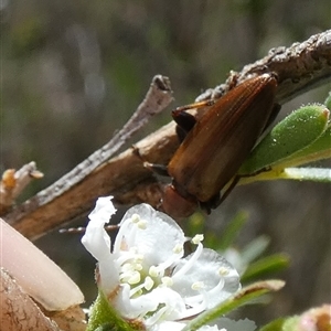 Lepturidea rubra at Borough, NSW - suppressed