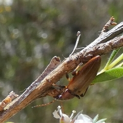 Lepturidea rubra at Borough, NSW - suppressed