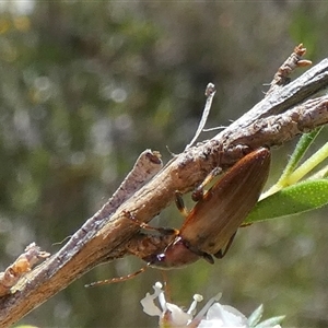 Lepturidea rubra at Borough, NSW - suppressed