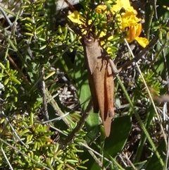 Goniaea australasiae (Gumleaf grasshopper) at Borough, NSW - 13 Dec 2024 by Paul4K