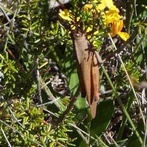 Goniaea australasiae at Borough, NSW - suppressed