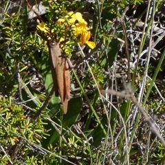 Goniaea australasiae at Borough, NSW - suppressed