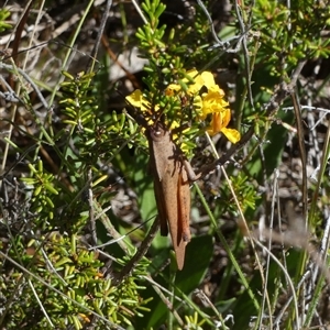 Goniaea australasiae at Borough, NSW - suppressed