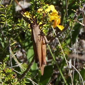 Goniaea australasiae at Borough, NSW - suppressed