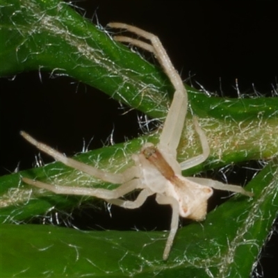 Sidymella trapezia (Trapezoid Crab Spider) at Freshwater Creek, VIC - 2 Dec 2024 by WendyEM