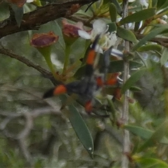 Unidentified Checkered Beetles (Cleridae) at Borough, NSW - 13 Dec 2024 by Paul4K