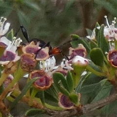 Obrida fascialis at Borough, NSW - suppressed