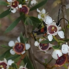 Obrida fascialis at Borough, NSW - suppressed