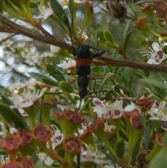 Obrida fascialis at Borough, NSW - suppressed