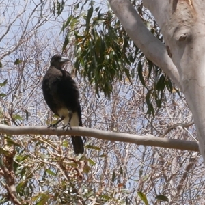 Gymnorhina tibicen at Freshwater Creek, VIC - 2 Dec 2024