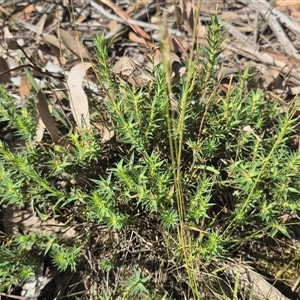 Melichrus urceolatus at Grabben Gullen, NSW - 10 Dec 2024