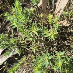 Melichrus urceolatus at Grabben Gullen, NSW - 10 Dec 2024