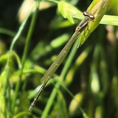 Unidentified Dragonfly or Damselfly (Odonata) at Crookwell, NSW - 10 Dec 2024 by clarehoneydove