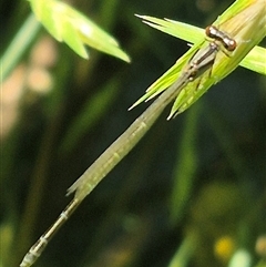 Ischnura aurora at Crookwell, NSW - 10 Dec 2024 11:48 AM