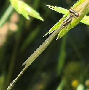 Ischnura aurora at Crookwell, NSW - 10 Dec 2024 11:48 AM