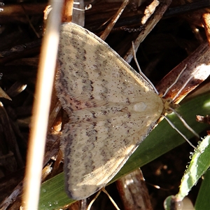 Scopula rubraria (Reddish Wave, Plantain Moth) at Gundaroo, NSW by ConBoekel