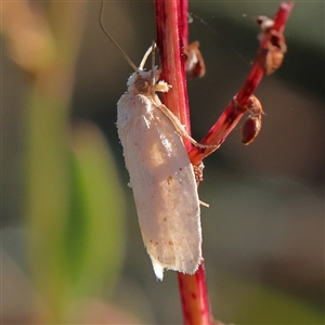 Tortricidae (family) at Gundaroo, NSW by ConBoekel