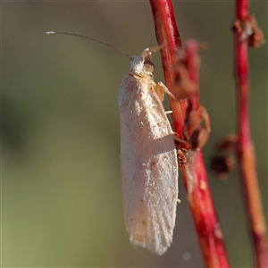 Tortricidae (family) at suppressed - 13 Dec 2024