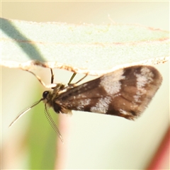 Anestia (genus) (A tiger moth) at Gundaroo, NSW - 12 Dec 2024 by ConBoekel