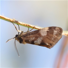 Anestia (genus) at Gundaroo, NSW - 13 Dec 2024 08:00 AM