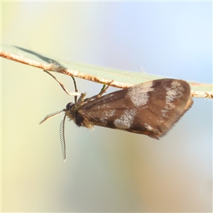 Anestia (genus) at Gundaroo, NSW - 13 Dec 2024 08:00 AM