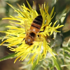 Apis mellifera (European honey bee) at Gundaroo, NSW - 12 Dec 2024 by ConBoekel