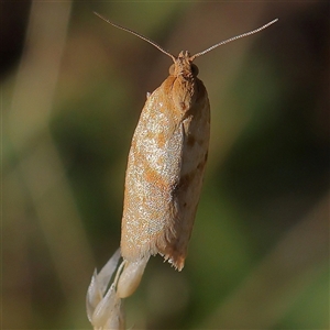 Tortricidae (family) at Gundaroo, NSW by ConBoekel