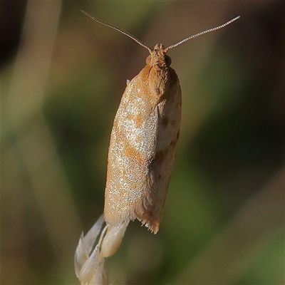 Tortricidae (family) at Gundaroo, NSW - 12 Dec 2024 by ConBoekel