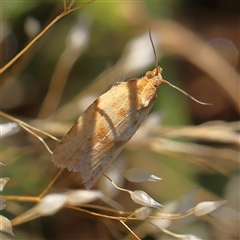 Tortricidae (family) at suppressed - 13 Dec 2024