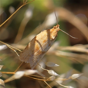 Tortricidae (family) at suppressed - 13 Dec 2024