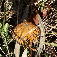 Heteronympha merope (Common Brown Butterfly) at Gundaroo, NSW - 13 Dec 2024 by ConBoekel