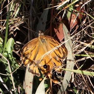 Heteronympha merope at Gundaroo, NSW - 13 Dec 2024 08:06 AM