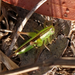 Conocephalus semivittatus (Meadow katydid) at Gundaroo, NSW - 13 Dec 2024 by ConBoekel