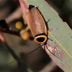 Ellipsidion australe (Austral Ellipsidion cockroach) at Gundaroo, NSW - 12 Dec 2024 by ConBoekel