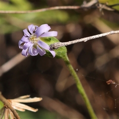 Vittadinia muelleri (Narrow-leafed New Holland Daisy) at Gundaroo, NSW - 12 Dec 2024 by ConBoekel