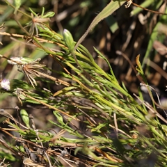 Vittadinia muelleri at Gundaroo, NSW - 13 Dec 2024