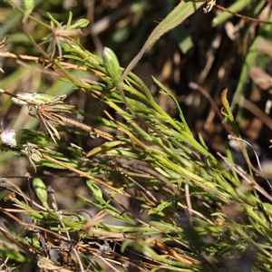 Vittadinia muelleri at Gundaroo, NSW - 13 Dec 2024